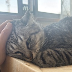 虐待からの保護猫です。