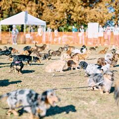 Dachshund MEET UP 2025