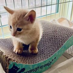 茶トラ　子猫