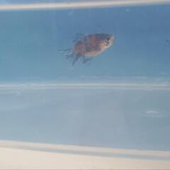 金魚