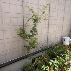 ザクロ 無料