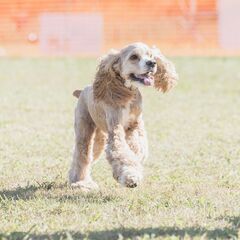 Cocker Spaniel Festival 2025