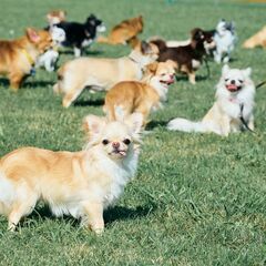 Chihuahua Festival 2025 