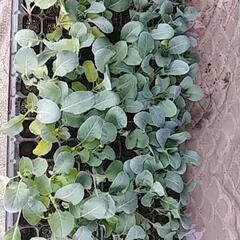 カリフラワー🌱の余り苗の画像