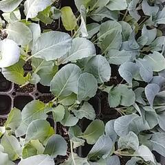 カリフラワー🌱の余り苗の画像