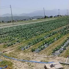 カリフラワー🌱の余り苗の画像