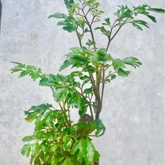 観葉植物　ポリシャスの画像