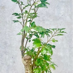 観葉植物　ポリシャス