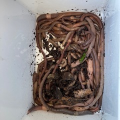 鰻釣り餌　どばミミズの画像