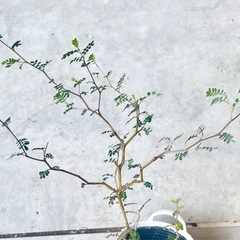 観葉植物　メルヘンの木