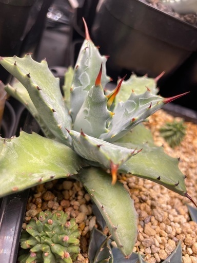 ハイブリッドアガベ マクロアカンサ×イシスメンシス