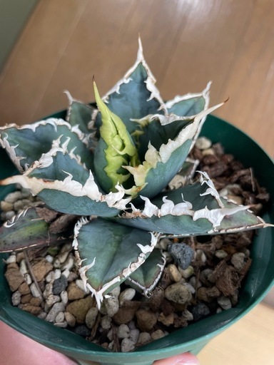 アガベチタノタ 狼人