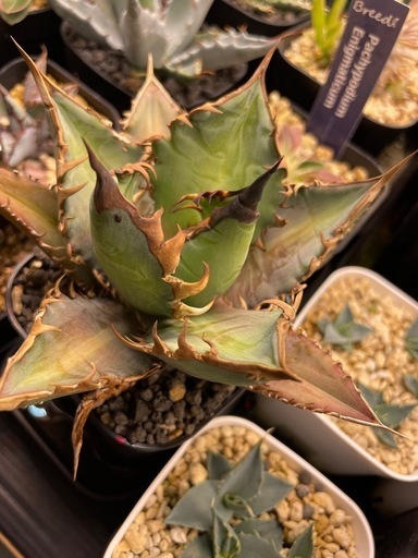 アガベチタノタ 赤猫