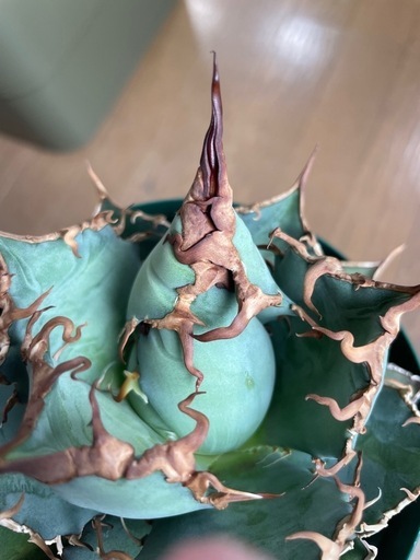 Agave titanota 阿修羅