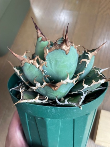Agave titanota 阿修羅