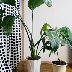 観葉植物　2点セット　パキラ、オーガスタ　インテリアに♪
