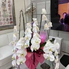 【あげます】枯れた胡蝶蘭