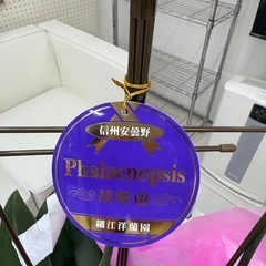 【あげます】枯れた胡蝶蘭の画像