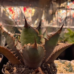 アガベチタノタ 赤猫の画像