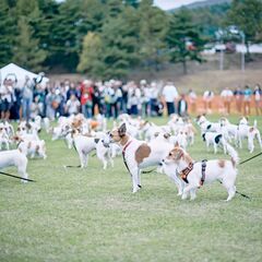 Jack Russell Terrier Festival…
