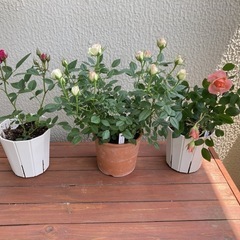 ミニバラ　3種セット