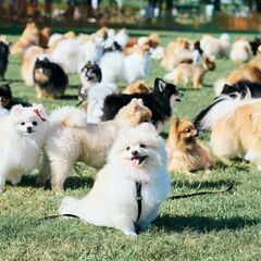 Pomeranian MEET UP 2025