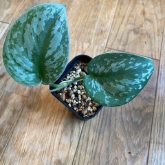 観葉植物 スキンダプサス トレビー