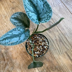 観葉植物 スキンダプサス トレビー