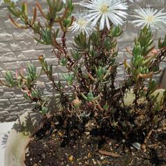 マツバギク　白　鉢植えの画像