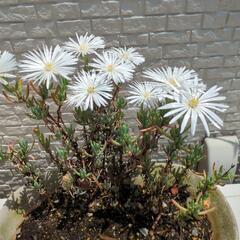 マツバギク　白　鉢植えの画像