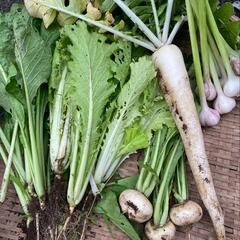 無肥料、無農薬の野菜