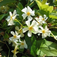 テイカカズラ　植物