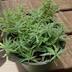 ランキングキーワードに紐づく投稿画像-多肉植物