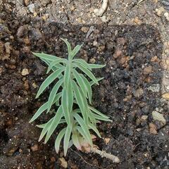 セダム(多肉植物)  オノマンネングサ(笹姫)苗の画像