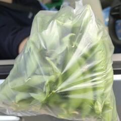スナップエンドウ【キヌサヤ欲しい方も歓迎】