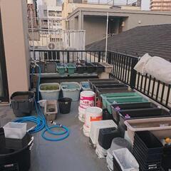 【北向きめだか】  メダカ販売