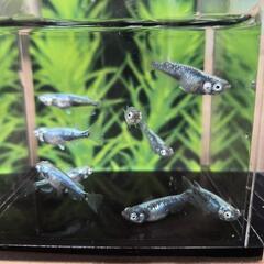 ボブ　1ペア　めだか