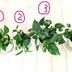 ランキングキーワードに紐づく投稿画像-観葉植物