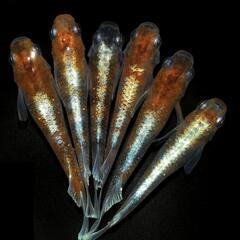 メダカ有精卵♦菊銀紅玉◆送料無料