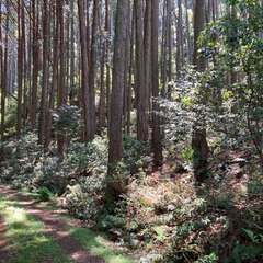 山林物件258　兵庫県丹波市氷上町中