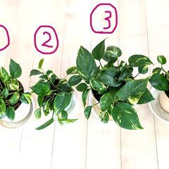 観葉植物　ポトス②