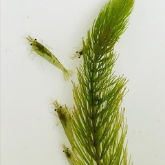 メダカ品種ミックス5匹☘ビオトープ飼育セット☘️おまけ付き《めだか&水草2種&ミナミヌマエビ》の画像