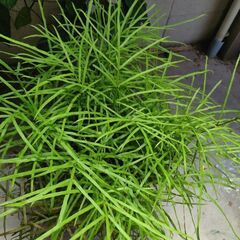 たぶんイノモトソウです。