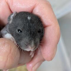 🐀ファンシーラット🐀販売