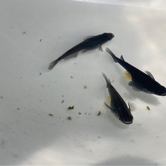 オロチ メダカ卵30個+aの画像