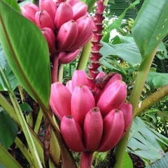 【決まりました‼️】アケビバナナ🍌約50g③