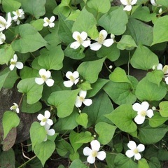 草むしりお願いします