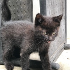 野良の子猫3匹の里親募集