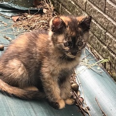 野良の子猫の里親募集