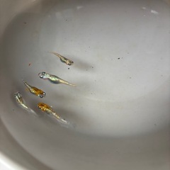 ☆メダカ キラキララメ☆